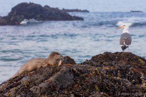 Breakfast at Ohlson Beach - a River Otter and a Western Gull by Bob Hathaway