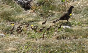 CA Quail chicks following Mom by Jon Loveless