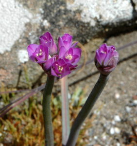 Coast Onion,  Allium dichlamydeum, by Bob Rutemoeller