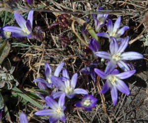 Earth Brodiaea, Brodiaea terrestris ssp. terrestris, by Bob Rutemoeller