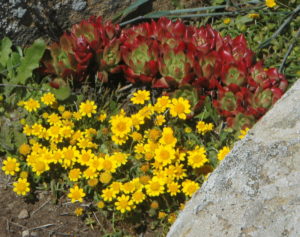 Goldfields, Lasthenia california, by Bob Rutemoeller