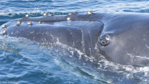 Humpback Whale looking at me by Ron LeValley