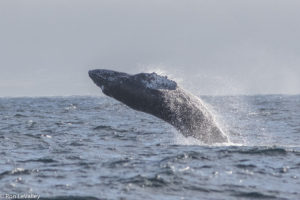 Humpback Whale offshore from Fort Bragg by Ron LeValley