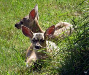 Just Born Fawns in Yard by Robert Scarola