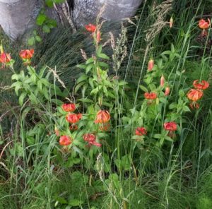 Leopard Lilies by Barbara Rice