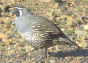 Male California Quail by Kathy Willems