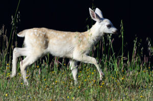 Nearly-white Fawn by John Batchelder