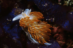 Opalescent Nudibranch by Ken Bailey