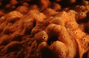 Orange Sponge by Ken Bailey (Medium)