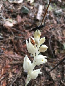 Phantom Orchid, Cephalanthera austinae, with a click beetle by Laura Baker