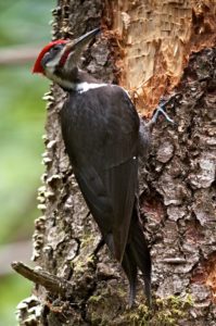 Pileated Woodpecker DEC2 by Craig Tooley