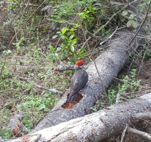 Pileated Woodpecker by Dave Tettleton