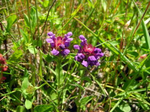 Self Heal, Prunella vulgaris, by Mary Sue Ittner