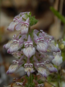 Sticky Chinese houses, Collinsia tinctoria, by Peter Baye