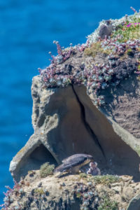 Two Peregrine Falcon chicks being fed by Craig Tooley