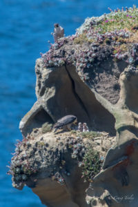 We're hungry - Peregrine Falcon chicks and a parent by Craig Tooley