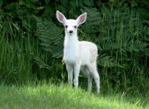 White fawn by Roland Coombs