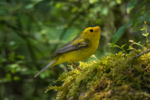 Wilson's Warbler by Craig Tooley