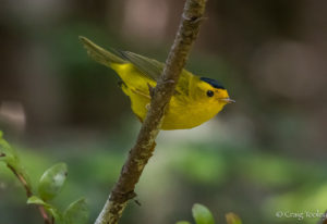 Wilson's Warbler perches by Craig Tooley