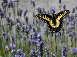 An Anise Swallowtail nectaring on Lavender by Drew Fagan