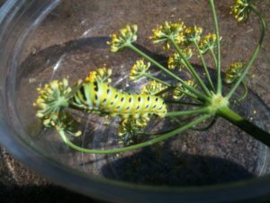 Anise Swallowtail caterpillar by Allen Hogle