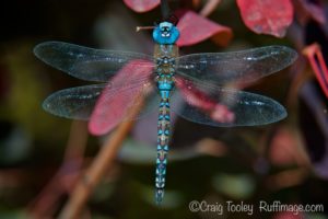 Blue Dasher Dragonfly October at the Art Center by Craig Tooley