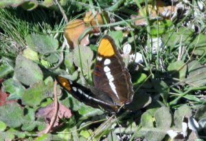 California Sister Butterfly by Gail Eddy