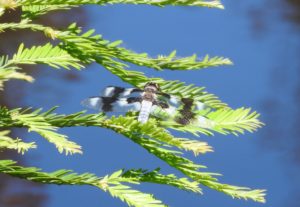 Eight-spotted Dragonfly at Bower Park by Jeanne Jackson