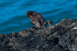 First there was one, a Black Oysterchick by Craig Tooley