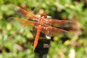 Flame Skimmer Dragonfly on my sprinkler head by Jeanne Jackson