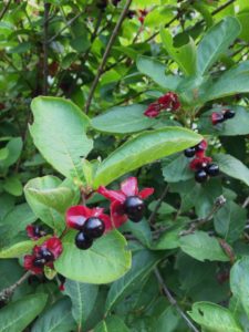 Fruit of Bush Honeysuckle by Peggy Berryhill