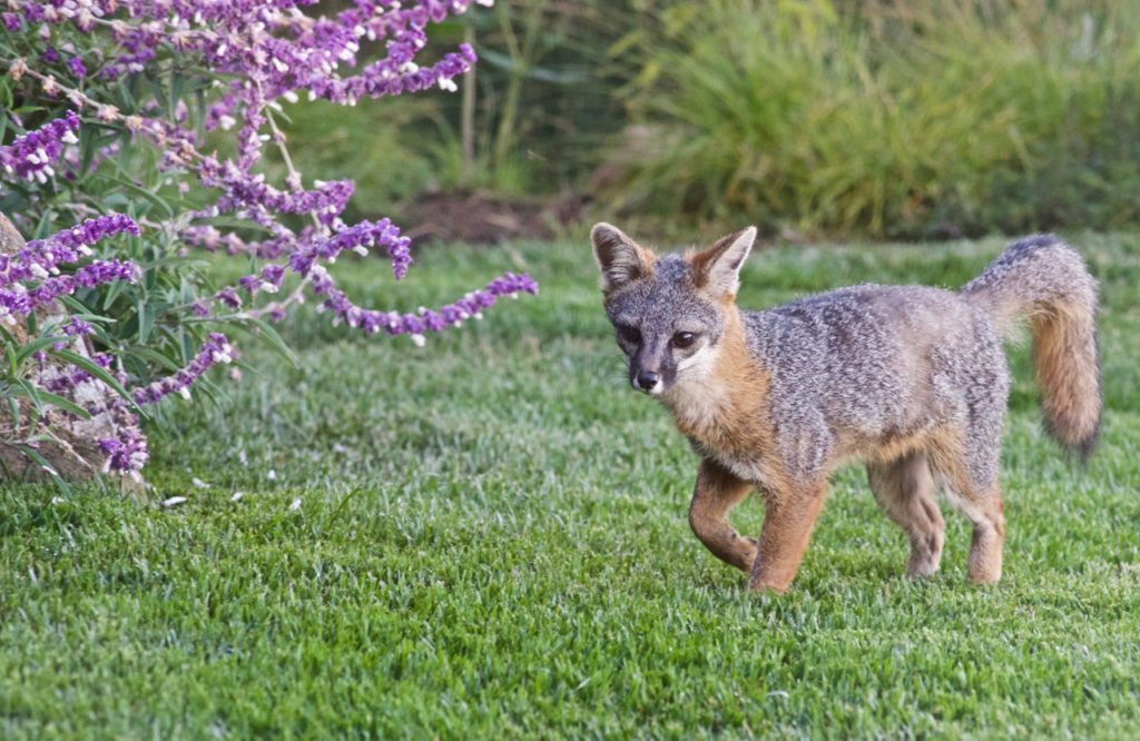 Gray Foxes Are Year Round Residents Of The Mendonoma Coast Mendonoma