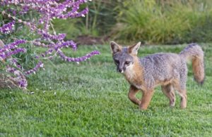 Gray Fox kit by Grace O'Malley