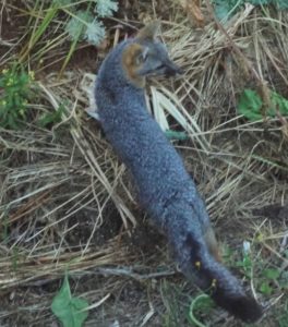 Gray Fox visits a compost pile by Karen Scott