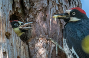 Male Acorn woodpecker feeds its offspring by Paul Brewer