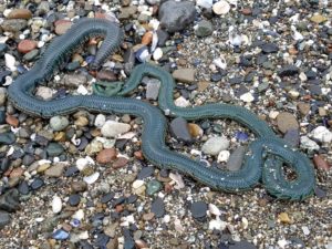 Mussel Worm, Nereis vexillosa, by Christy Sarkisian (1024x768)