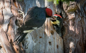 Open wide - an Acorn woodpecker chick being fed by Paul Brewer