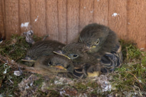 Pacific-slope Flycatcher chicks waiting to be fed by Craig Tooley