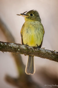 Pacific-slope Flycatcher with a bug by Craig Tooley