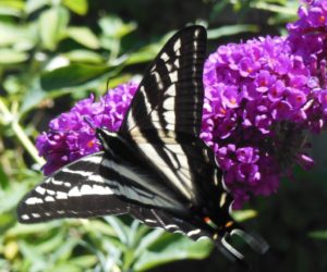 Pale Swallowtail by Andi Kahn (1024x852)