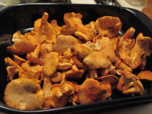 Summer Chanterelles, Cantharellus roseocanus, by Irma Brandt