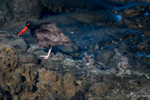 Then there were two, Black Oystercatcher chicks by Craig Tooley