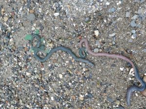 Two Mussel Worms, Nereis vexillosa, by Christy Sarkisian