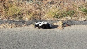 Two baby Skunks by Nancy Padgett