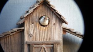 Violet-green Swallow in a nesting box by Mel Smith (1024x576)