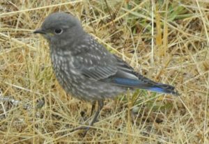 Western Bluebird chick by Steve Wilcox