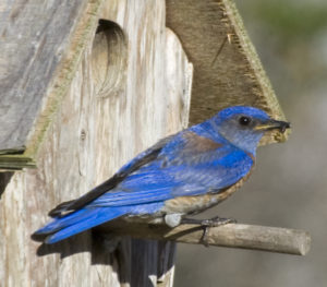 Western Bluebird dad with a bug by Steve Wilcox