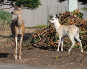 White Fawn with its mother by John Batchelder