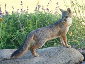 Young Gray Fox kit by Grace O'Malley