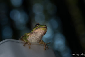 A Sierran Tree frog by Craig Tooley